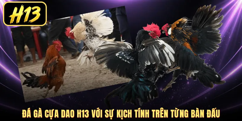 Đá gà cựa dao H13 với sự kịch tính trên từng bàn đấu